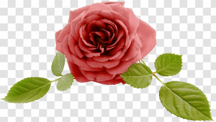 Rose Leave - Hotel - Garden Roses Transparent PNG