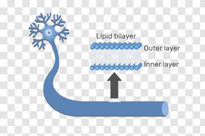 Lipid Bilayer Cell Membrane Lipids Biological Transparent PNG