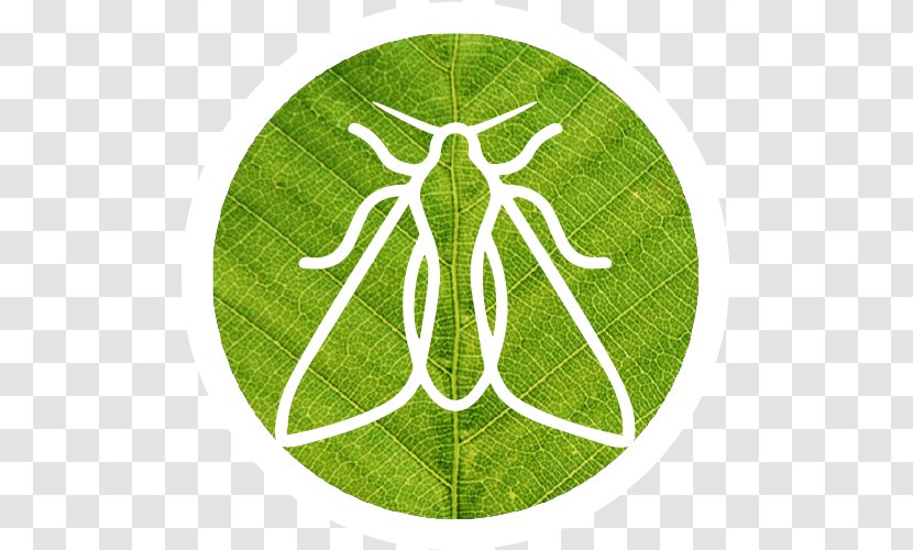 Logo Leaf Symbol Pattern Tree - Kea Frame Transparent PNG