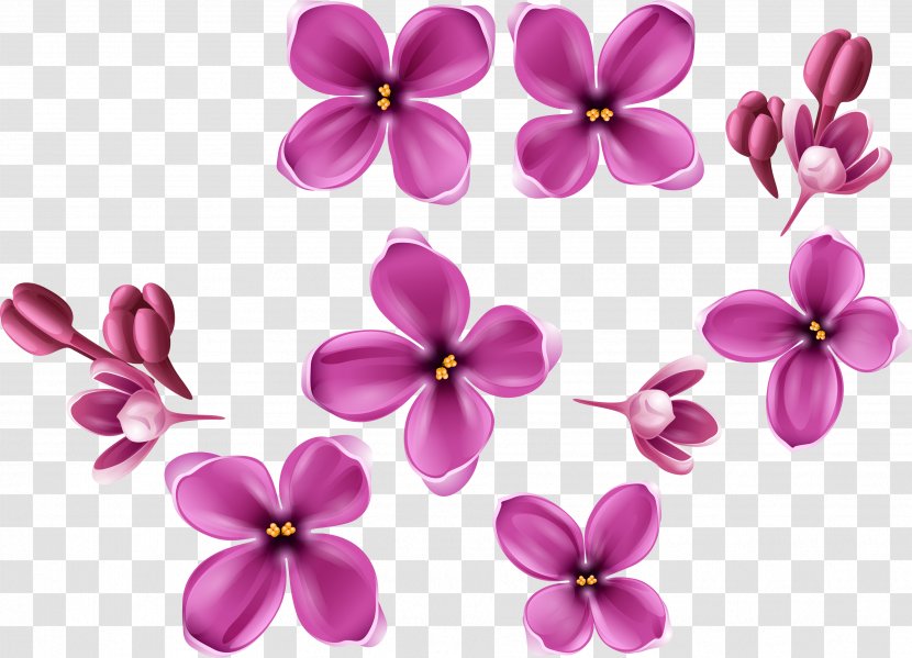 Flowering Plant - Cut Flowers - Plum Transparent PNG