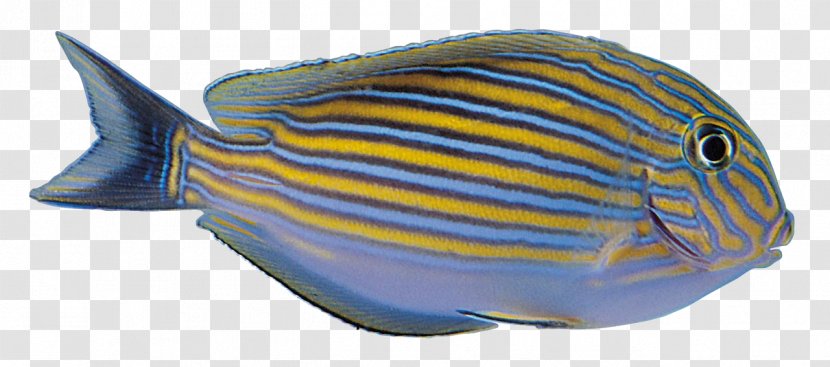 Clip Art - Coral Reef Fish - Tropical Color Transparent PNG