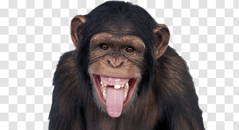 Common Chimpanzee Gorilla Dog Baby Cat - Primate - Maymun Transparent PNG