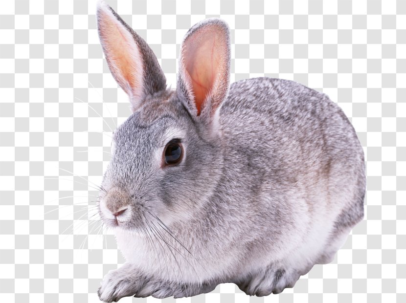 European Rabbit Domestic - Mammal Transparent PNG