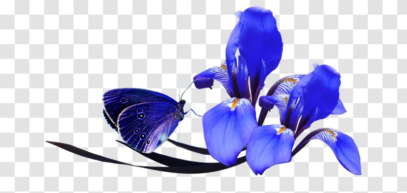 Flower Iris Clip Art - Electric Blue Transparent PNG
