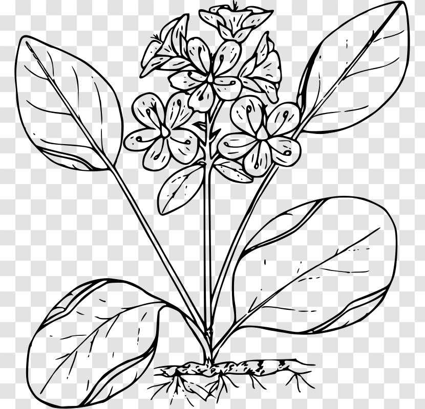 Flower Floral Design Black And White - Branch - Spring Illustration Transparent PNG