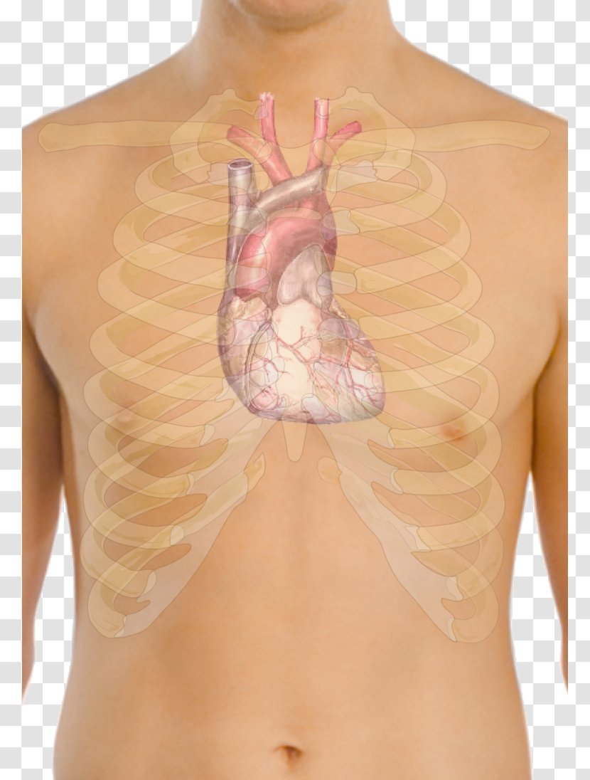 Electrocardiography Heart Cardiology Electrode Monitoring - Tree Transparent PNG