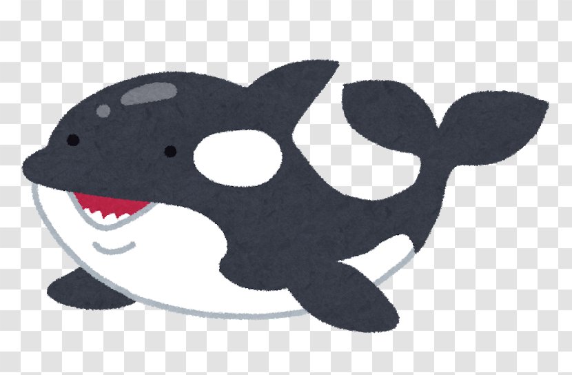 Killer Whale Kumiyama Town Mimaki Elementary School Dolphin Great White Shark Cetaceans Transparent PNG