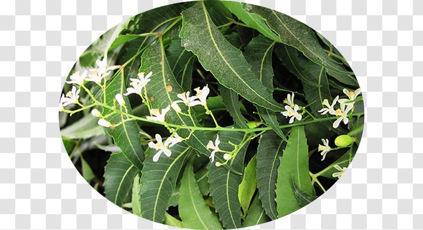 Neem Tree Oil Botanical Name Botany - Sri Lanka Transparent PNG