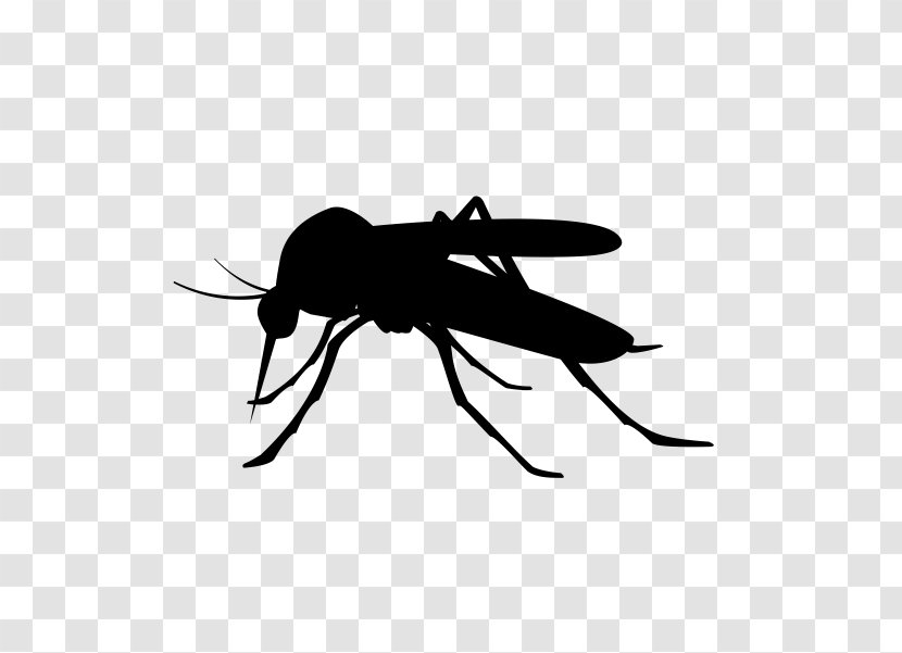 Mosquito Clip Art - Photography Transparent PNG