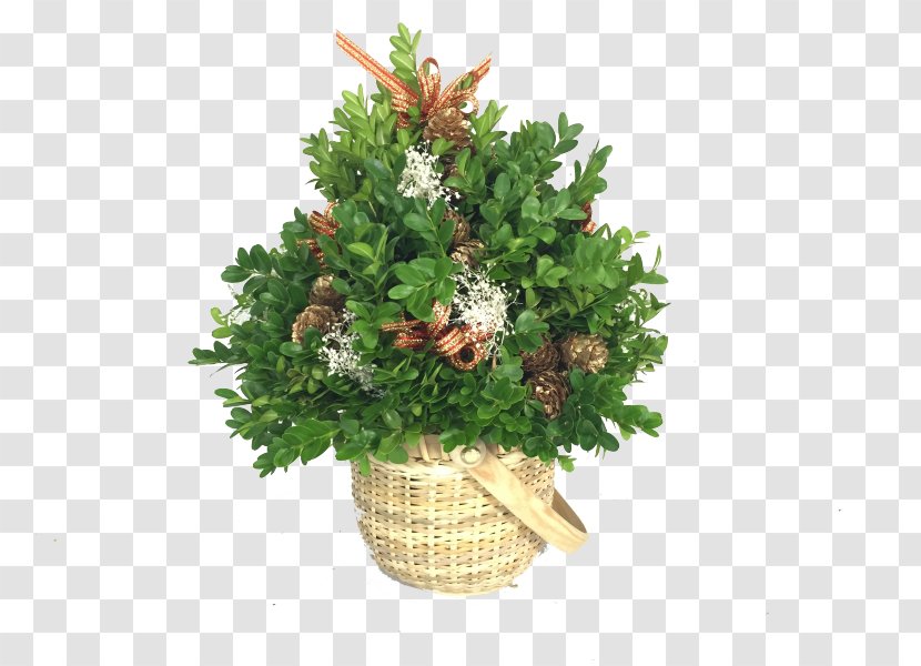 Fraser Fir Balsam Tree Christmas Ornament Box - Shrub - Greenery Transparent PNG