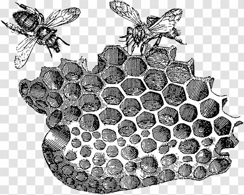 Beehive Honeycomb Honey Bee Art - Hornet - Clipart Transparent PNG