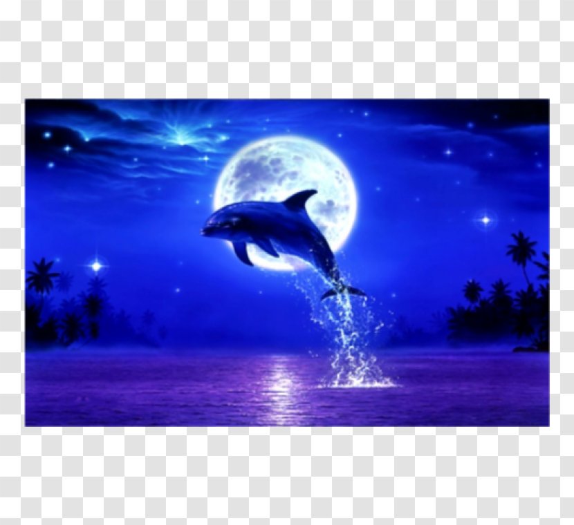 Desktop Wallpaper Blog Dolphin - Display Resolution Transparent PNG