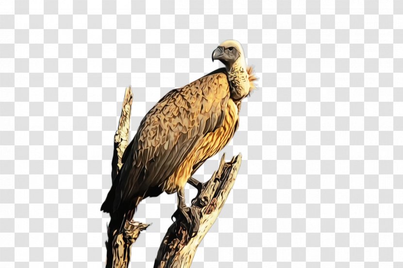 Bird Of Prey Beak Vulture Wildlife - Falconiformes Transparent PNG