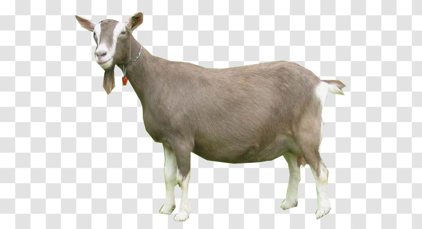 Toggenburg Goat Nigerian Dwarf Oberhasli Pygmy Cattle - Farming Transparent PNG