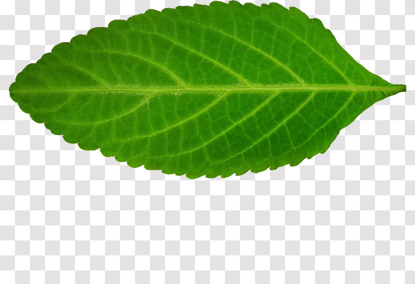 Perilla Leaf - Copynumber Variation Transparent PNG