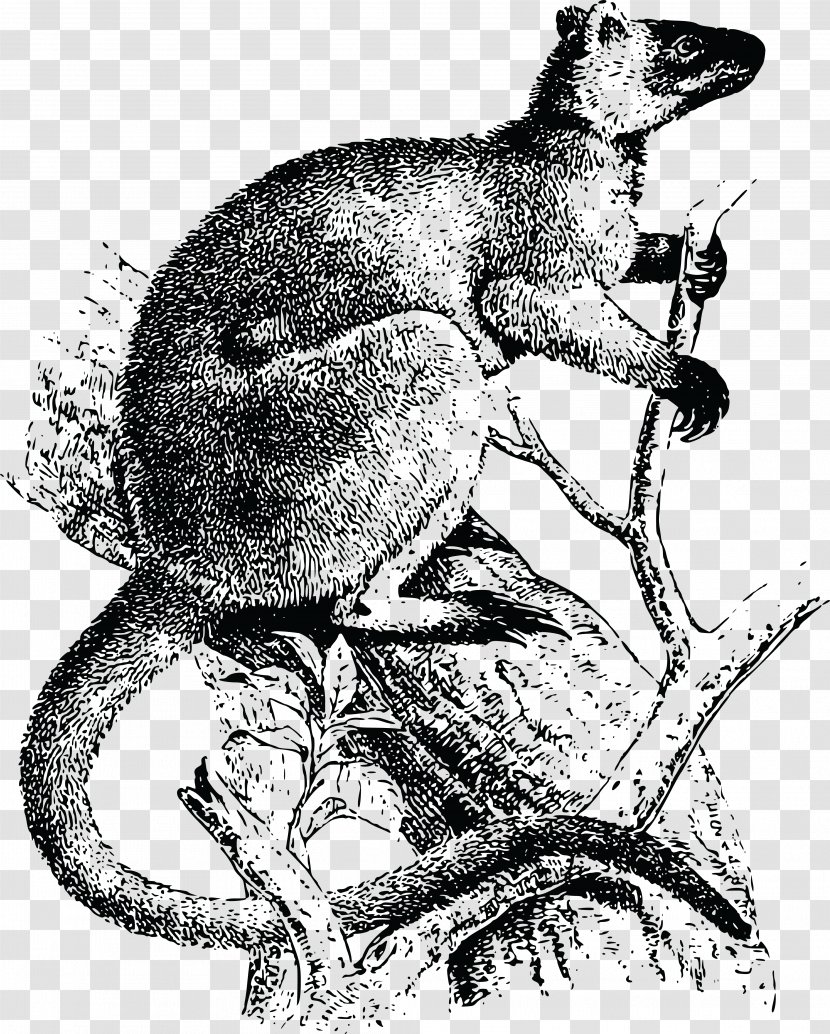 Lumholtz's Tree-kangaroo Australia New Guinea - Wallaby - Marilyn Vector Transparent PNG