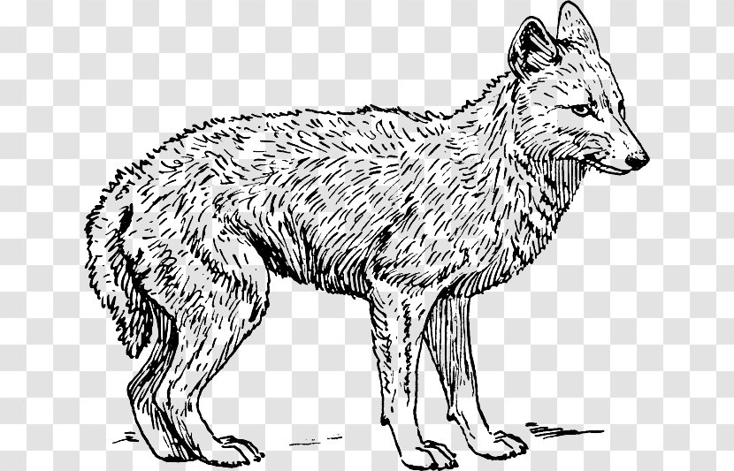 Coyote Golden Jackal Coloring Book Dog - Canidae Transparent PNG