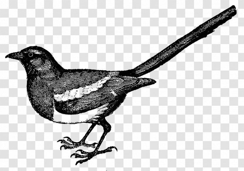 Drawing Bird Finch Clip Art - Fauna - Crow Material Transparent PNG