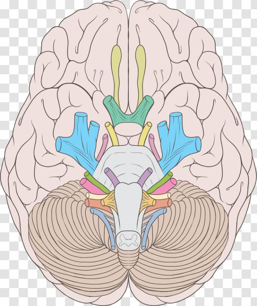 Cranial Nerves Abducens Nerve Trochlear Vestibulocochlear - Flower - Human Transparent PNG