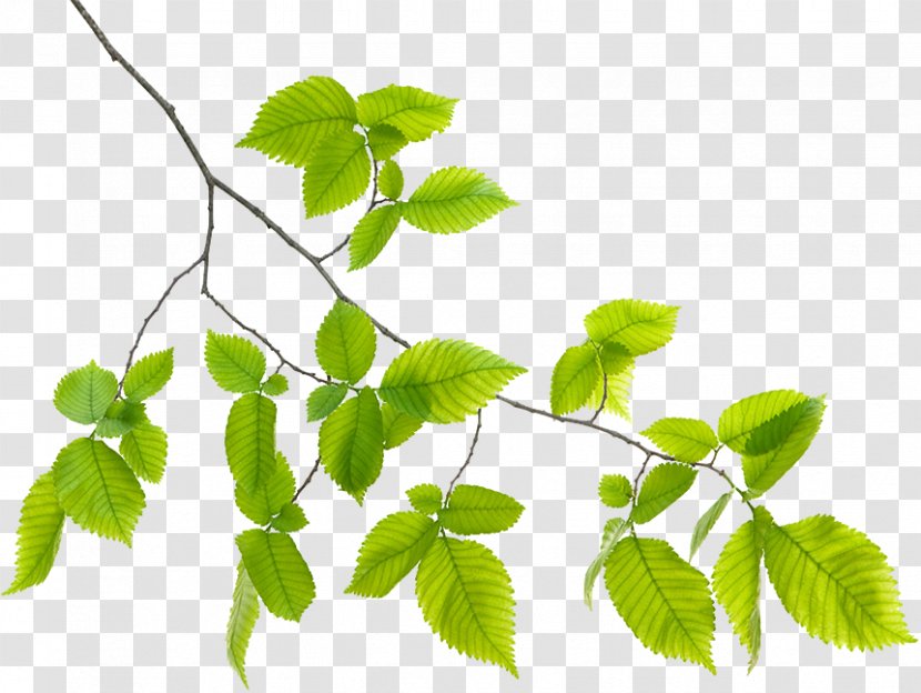 Branch Leaf Plant Stem - North Transparent PNG