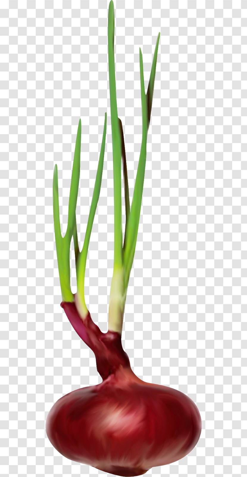 Welsh Onion Vegetable Scallion Green - Food - Plant Transparent PNG