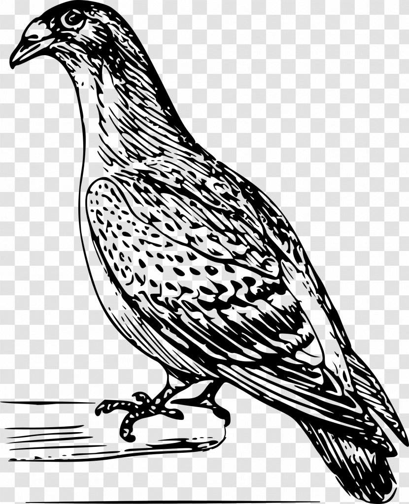 Bird Columbidae Homing Pigeon Drawing - Organism Transparent PNG