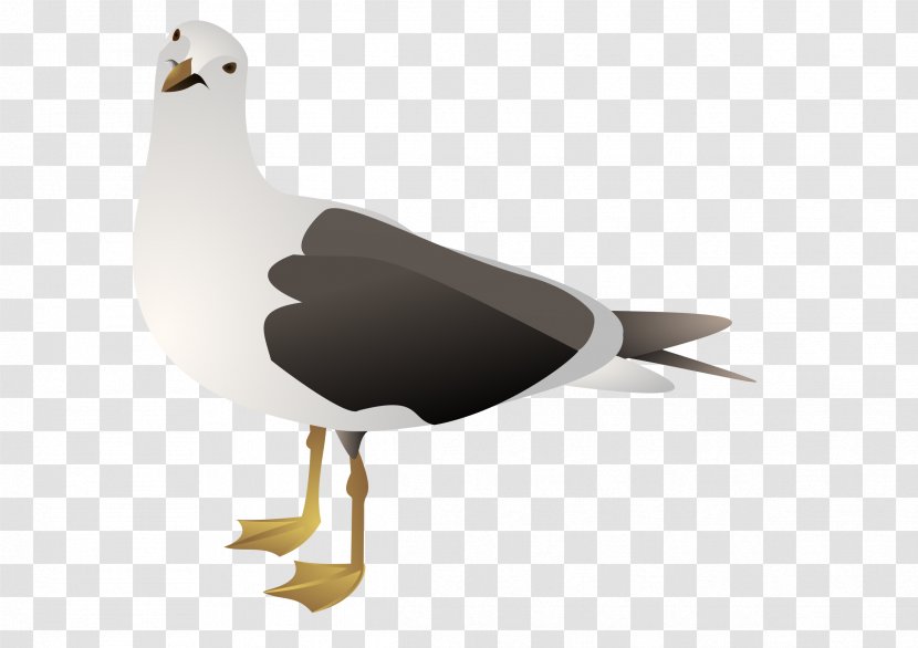 Gulls European Herring Gull Clip Art - Seabird Transparent PNG