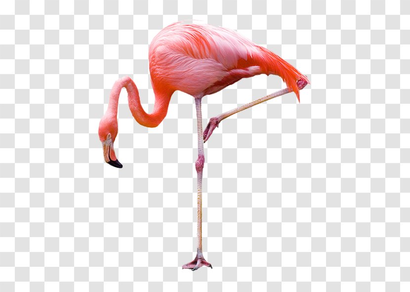 Greater Flamingo Bird Stock Photography - Vertebrate - Flamingos Transparent PNG