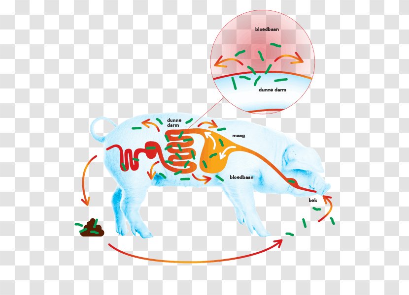 Mammal Clip Art Human Behavior Illustration Product - Tree - Salmonella Bacteria Transparent PNG