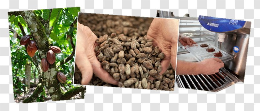 Brisbane Slow Food Plastic - Cocoa Beans Transparent PNG