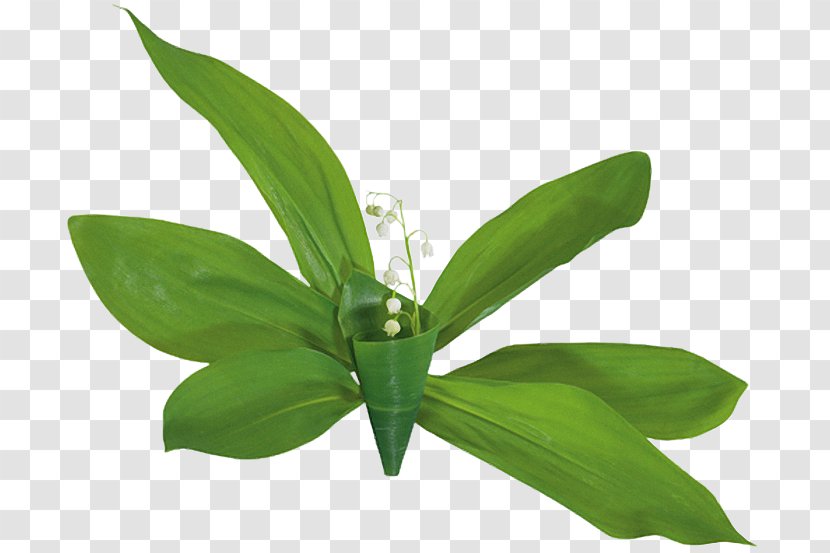 Clip Art GIF Lily Of The Valley JPEG Transparent PNG
