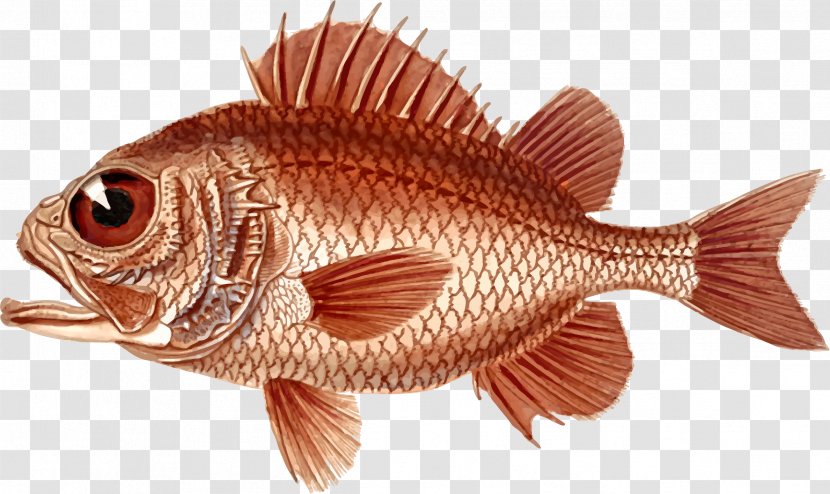 Northern Red Snapper Clip Art Openclipart Image Drawing - Common Rudd - Poisson Cardinal Transparent PNG