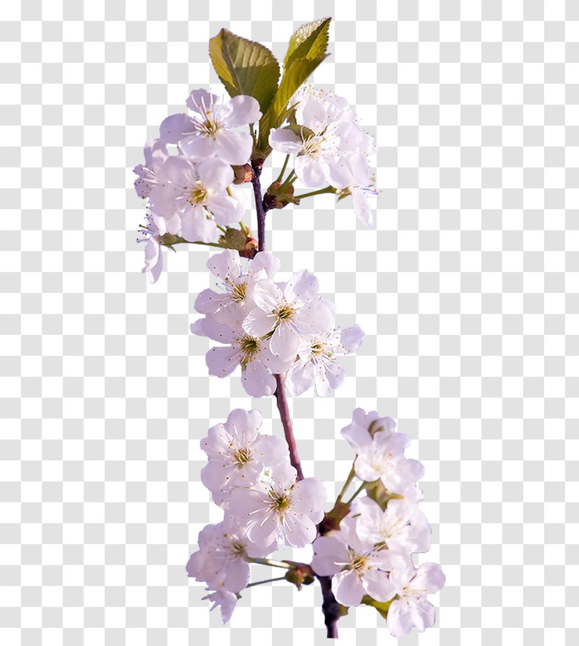 Clip Art Digital Image Computer File - Plant - Cherry Tree Branch Transparent PNG