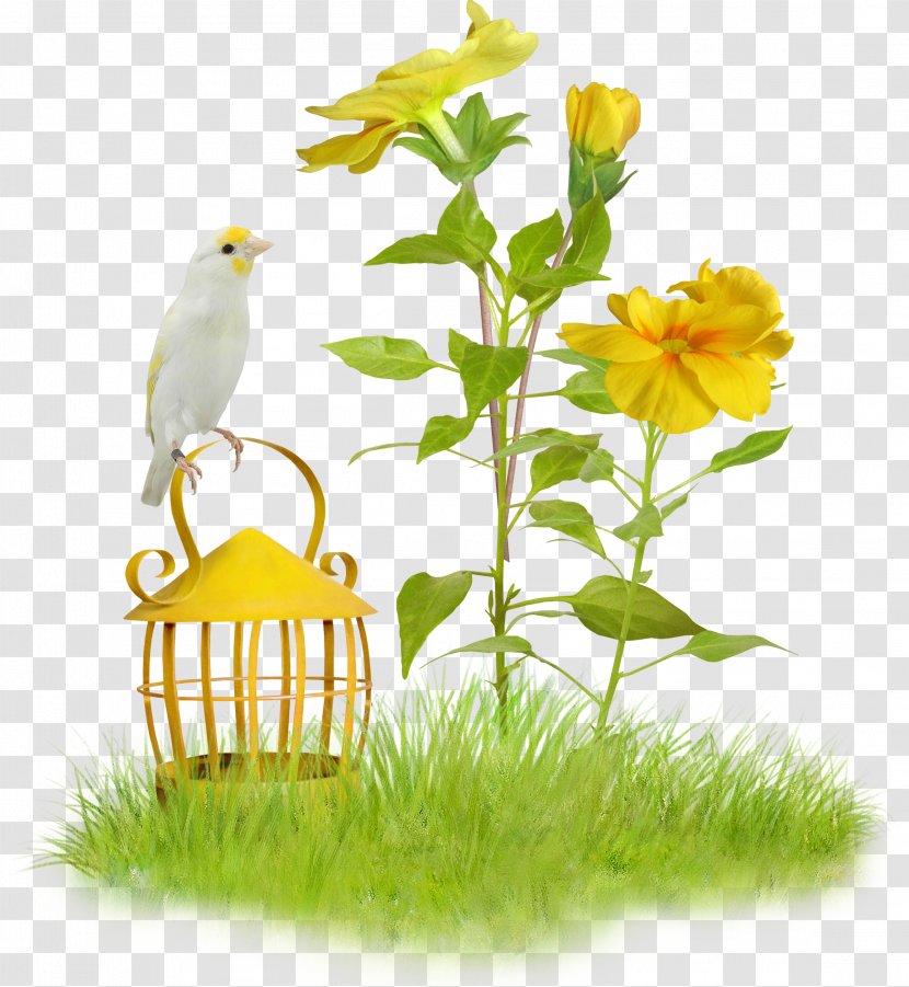 Photography Easter PhotoFiltre - Animation - Birds Transparent PNG