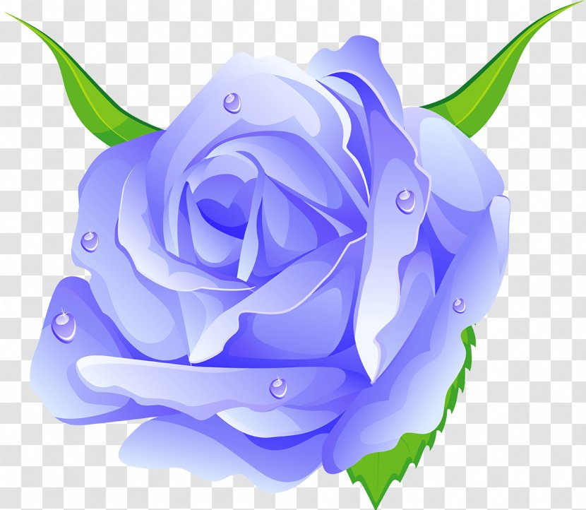 Blue Rose Centifolia Roses Garden Beach Rosaceae - Flower - Green Transparent PNG