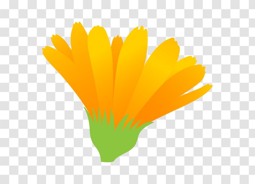 Illustration Petal Graphics English Marigold Flower - Grass - Leaf Transparent PNG