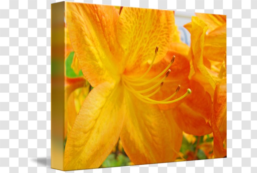 Close-up - Peach - Rhododendron Transparent PNG