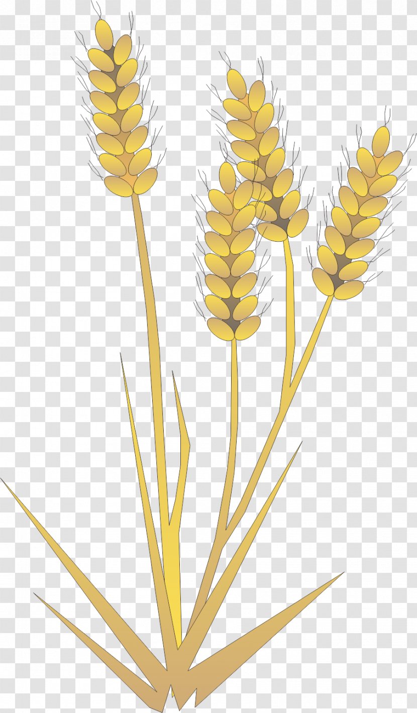 Rice Gadu Barley Paddy Field - Designer - Barley,Rice,paddy,Rice,food Transparent PNG