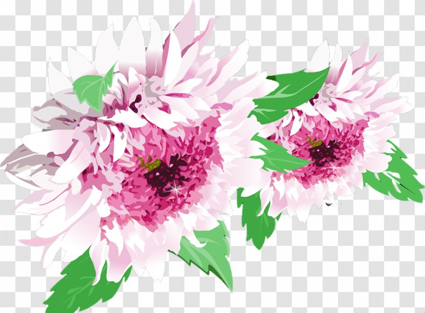 Chrysanthemum Plant Flower - Pink Transparent PNG