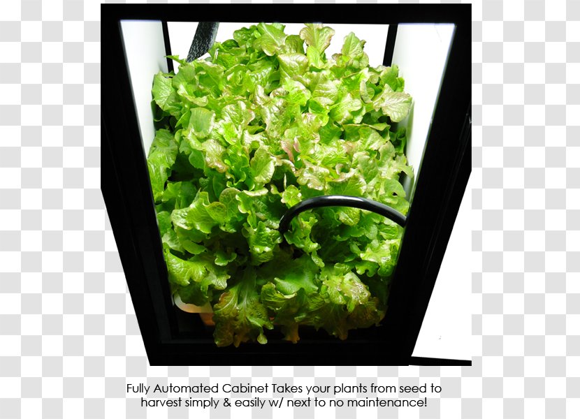 Hydroponics Grow Box Flowerpot Cabinetry Deep Water Culture - Closet - Lettuce Transparent PNG