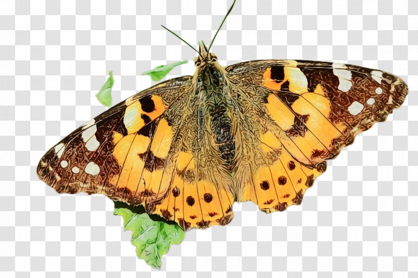 Moths And Butterflies Butterfly Cynthia (subgenus) Insect Brush-footed - American Painted Lady Moth Transparent PNG
