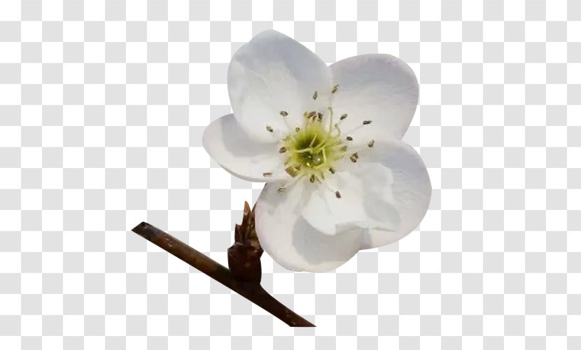 Blossom Petal Google Images Download - Cherry - Branches On The Pear Petals Picture Material Transparent PNG