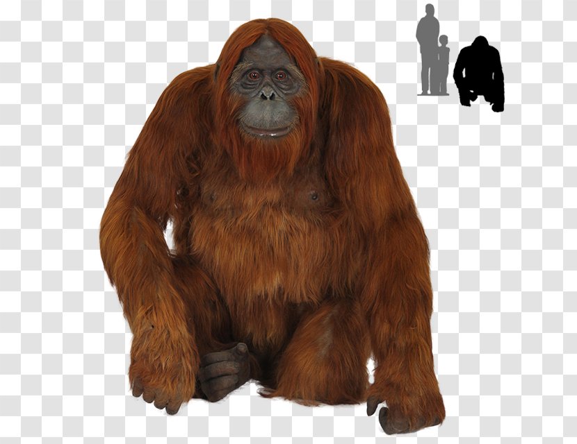 Orangutan Gorilla Chimpanzee Transparent PNG