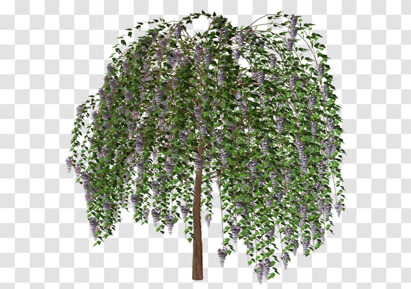 Tree - Plant Transparent PNG