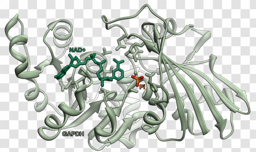 Glyceraldehyde 3-phosphate Dehydrogenase Enzyme Glycolysis - Active Site Transparent PNG