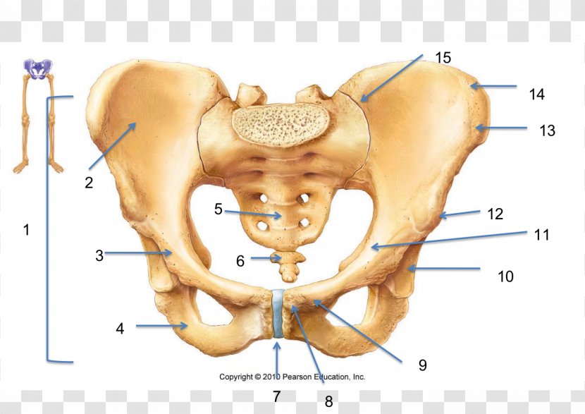 Hip Bone Pelvis Human Skeleton Anatomy - Silhouette - Bones Transparent PNG