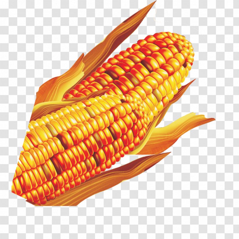 Corn On The Cob Maize - Sweet - Golden Transparent PNG