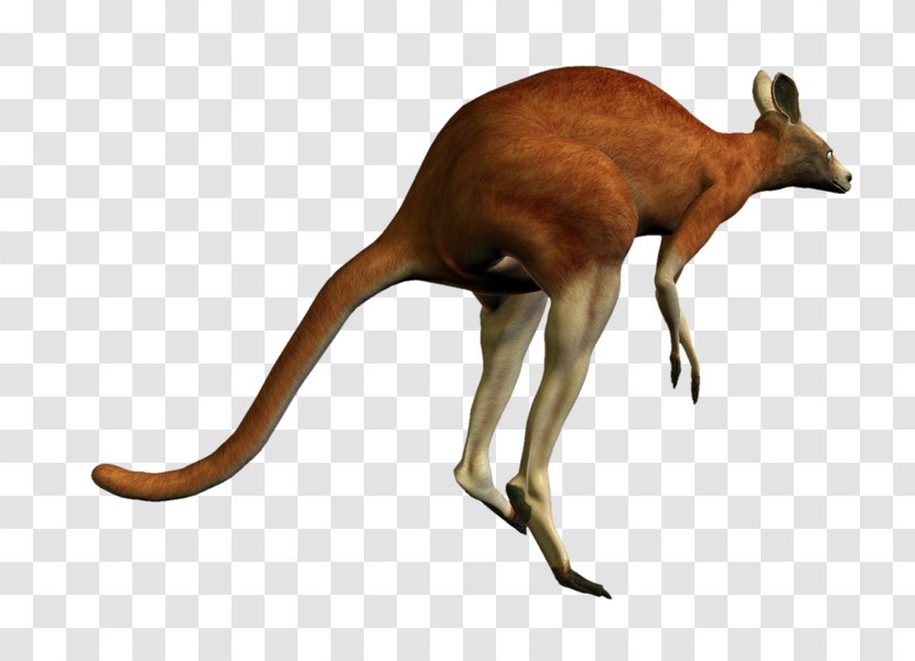 Red Kangaroo Macropodidae The - Mammal Transparent PNG