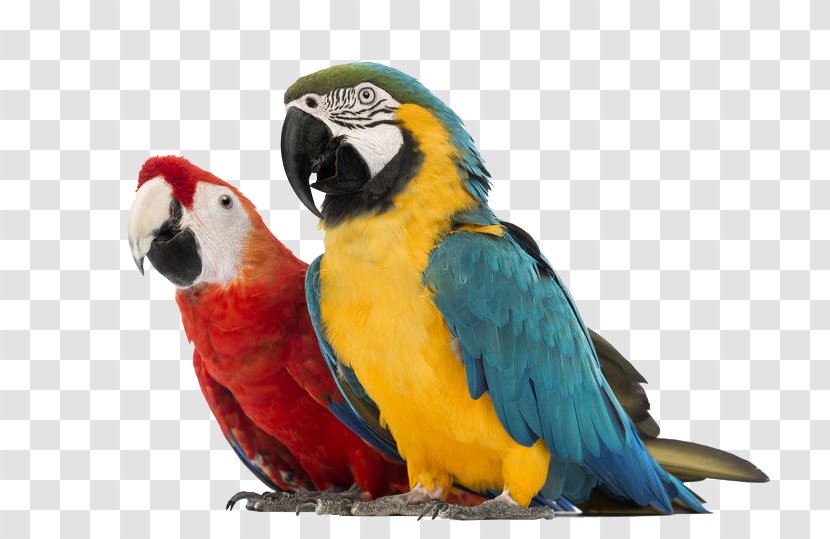 Parrot Blue-and-yellow Macaw Red-and-green Hyacinth - Macaws Transparent PNG