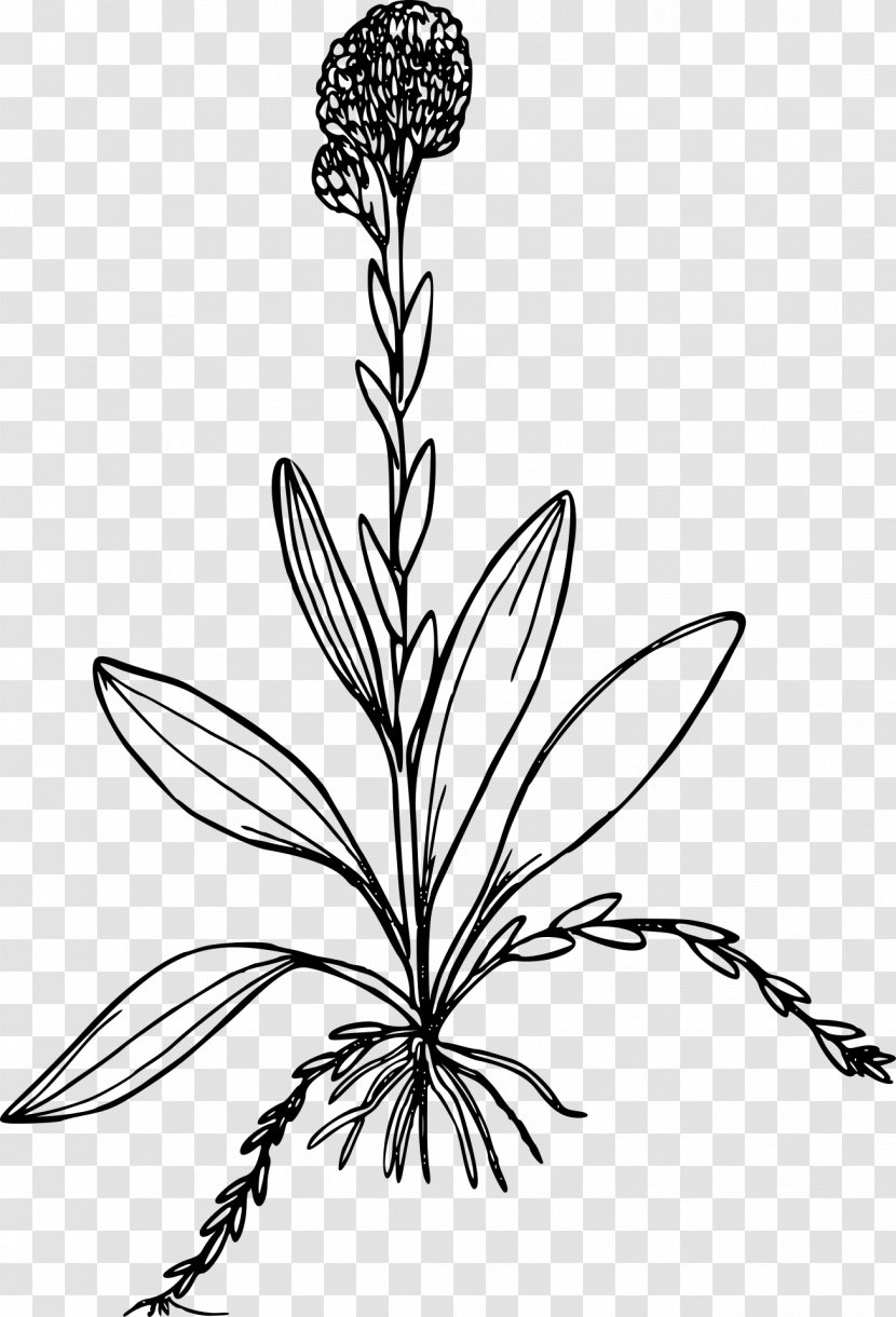 Line Art Drawing Clip - Flora - Marigold Transparent PNG